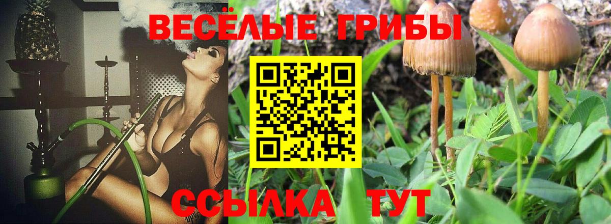 Галлюциногенные грибы Psilocybe Грязи
